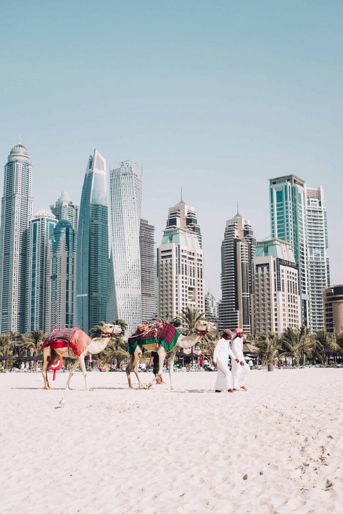 Camellos en las playas de Dubai