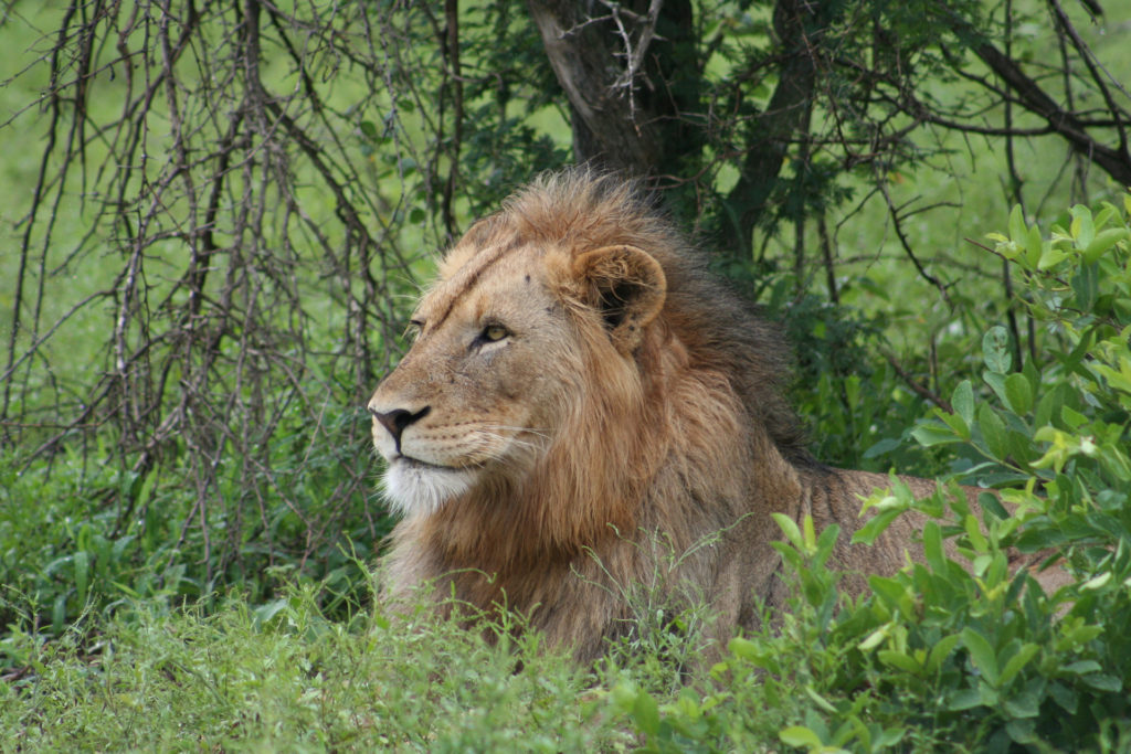 Leon en el Parque Nacional Kruger