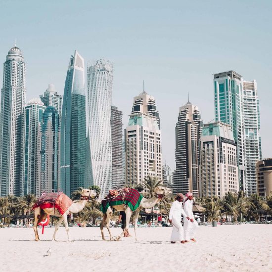 Camellos en las playas de Dubai
