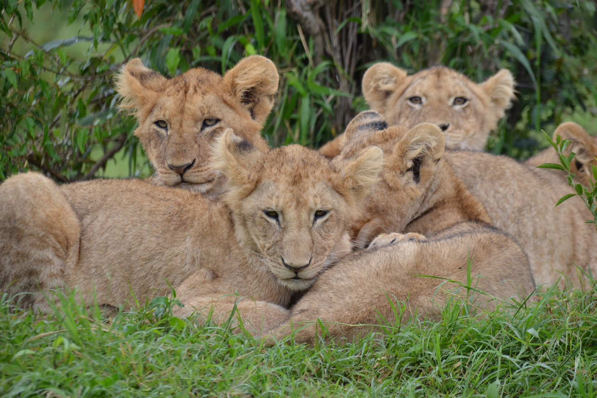 Manada de leones en el Parque Nacional Amboseli