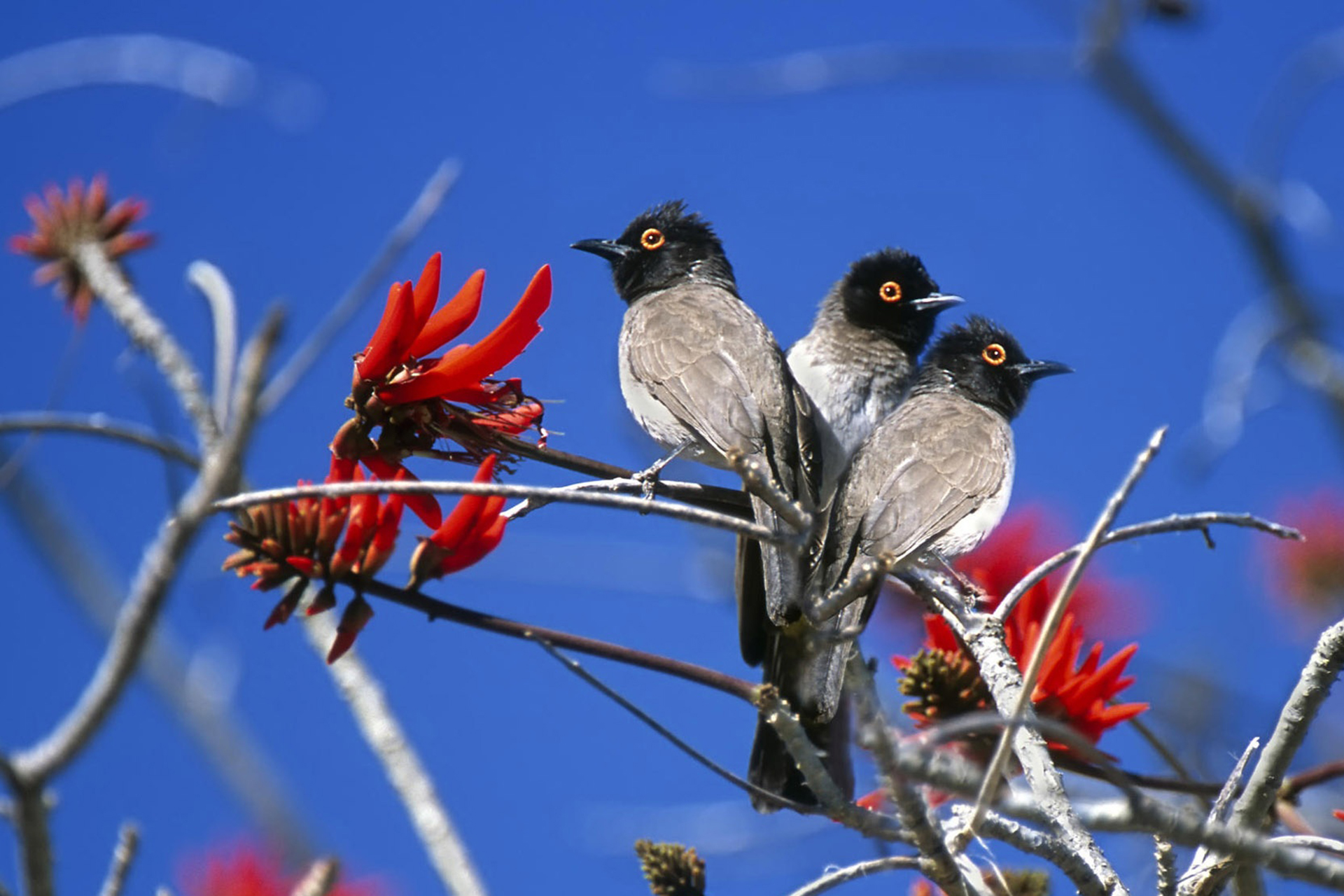 Tres pájaros del Parque Nacional de Etosha Namibia