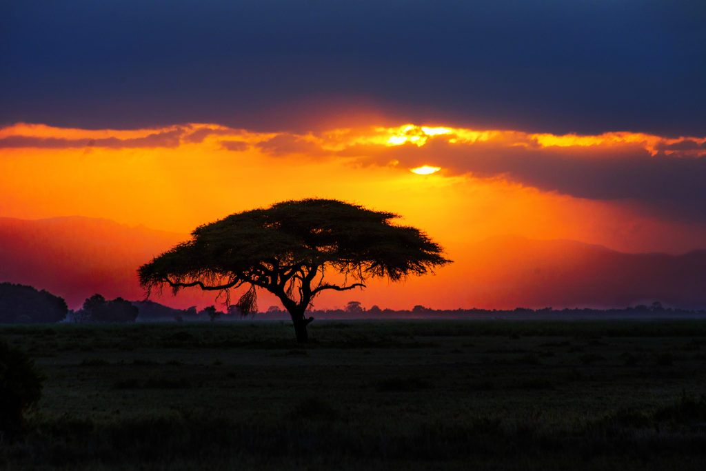 Silueta de un árbol africano al atardecer en la sabana Sudáfrica