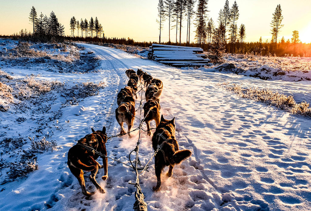 Trineo de perros en Finlandia