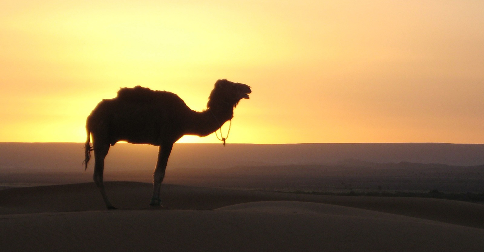 Camello en el Desierto de Marruecos