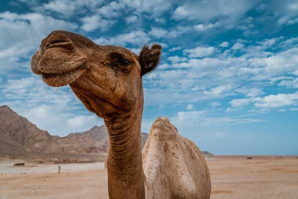 camello feliz en Egipto asiviajo