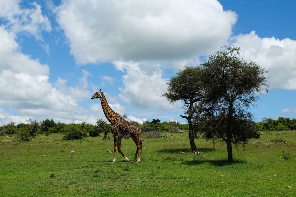 JIrafas en el Parque Nacional Masai Mara