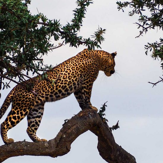 Leopardo Parque nacional Masai Mara