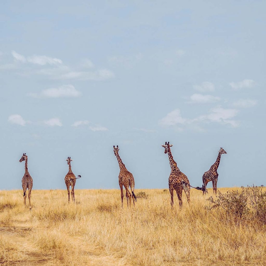 Reserva Nacional Masai Mara Kenia