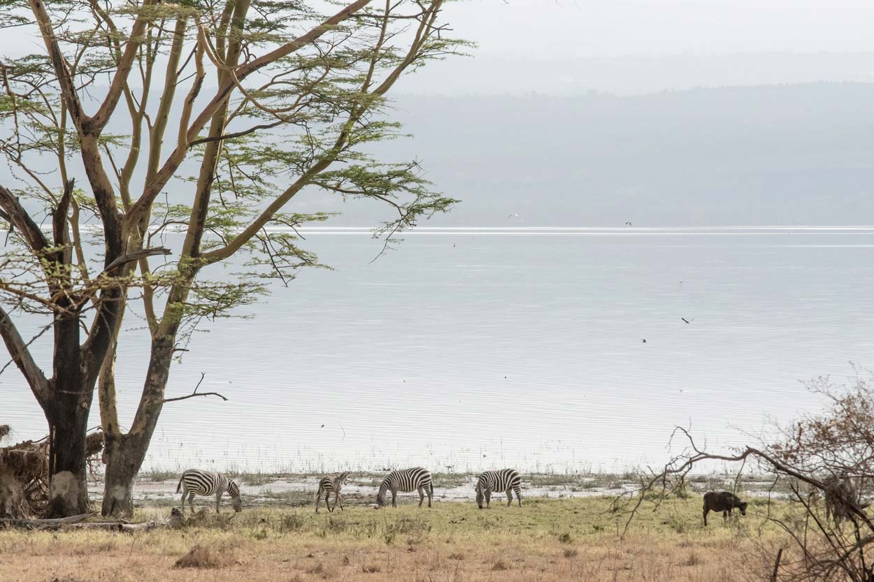 lago Nakuru en Kenia africa.