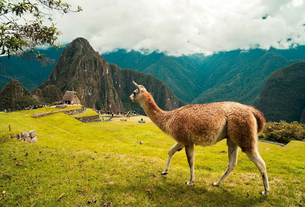 Llamas en Machu Picchu Peru