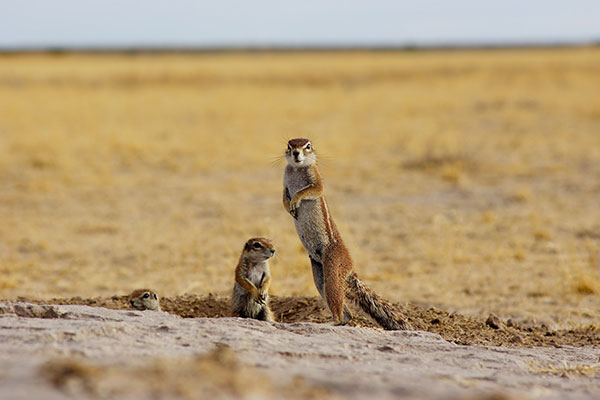 Ardillas Kalahari Desierto Namibia ASIVIAJO