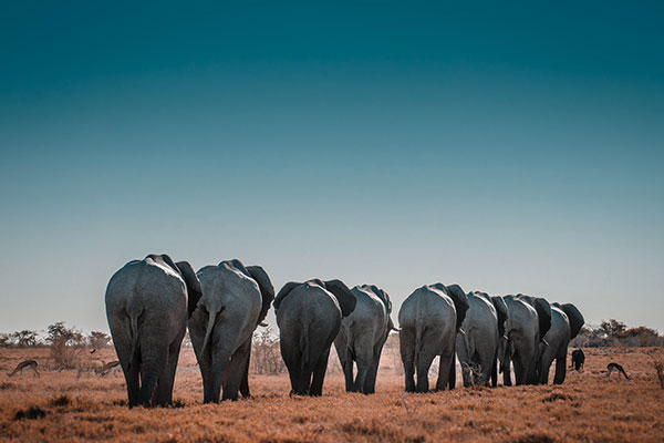 Elefantes en namibia