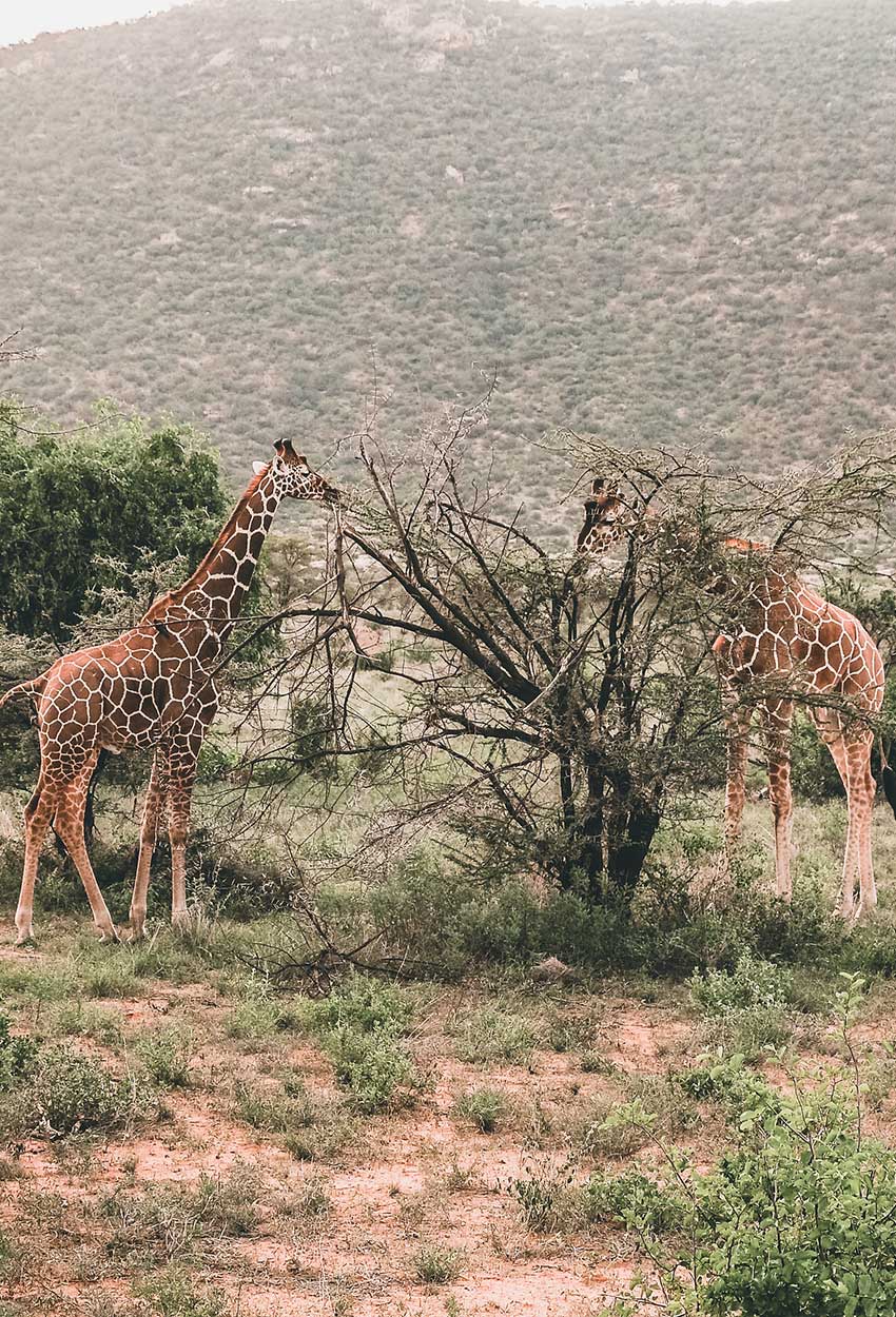 Jirafas en Reserva nacional Samburu Kenia