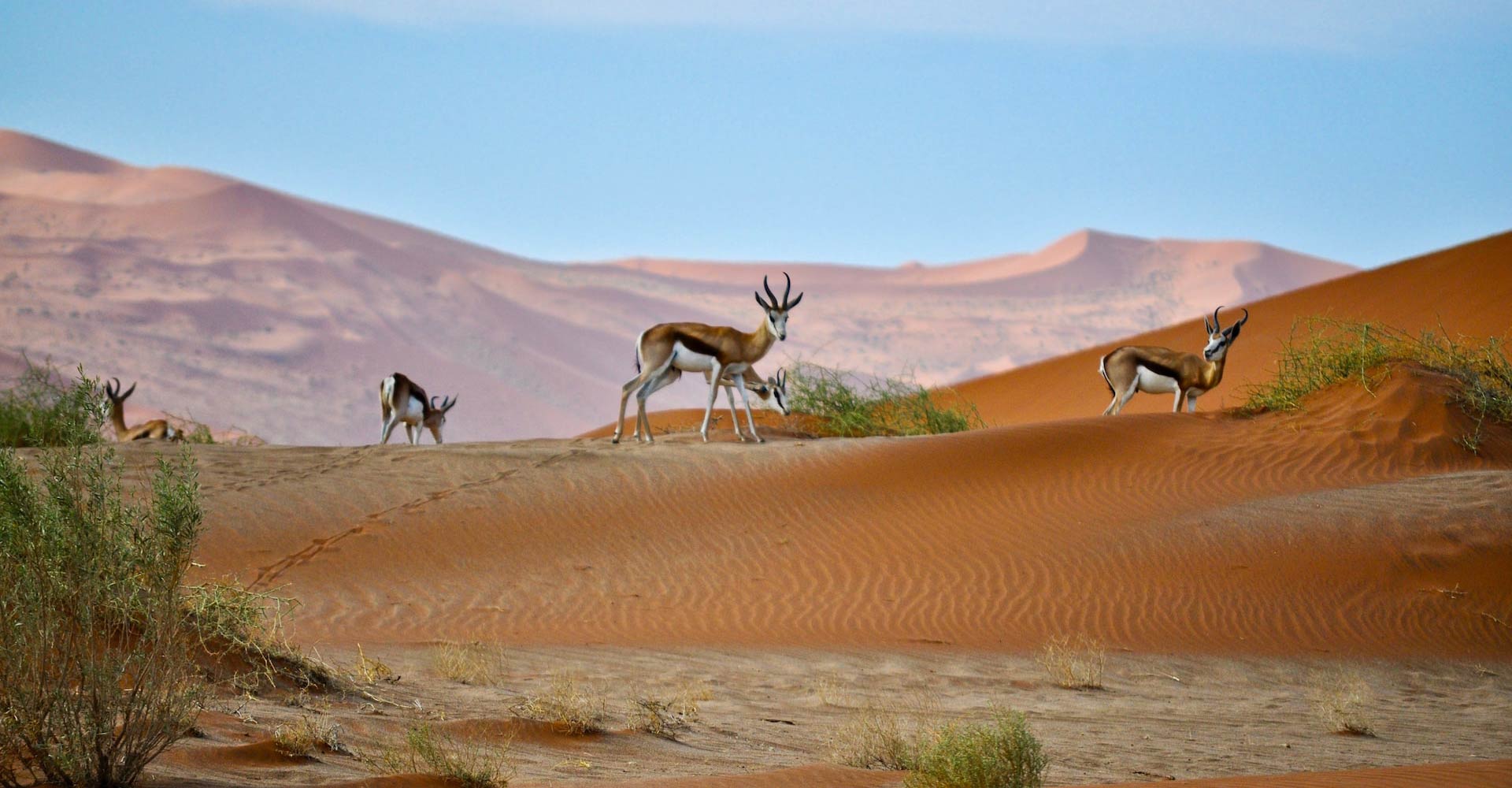 Kalahari Namibia ASIVIAJO