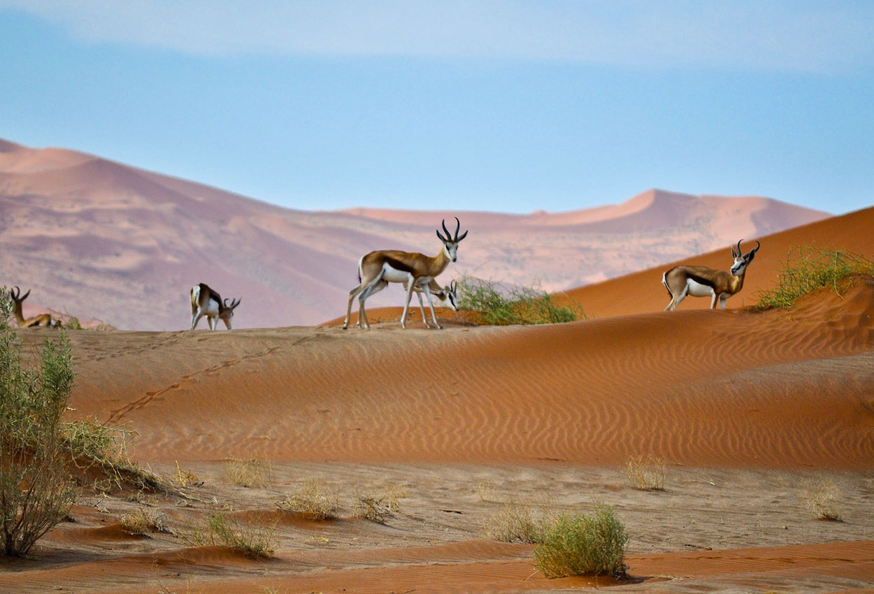 Kalahari Namibia