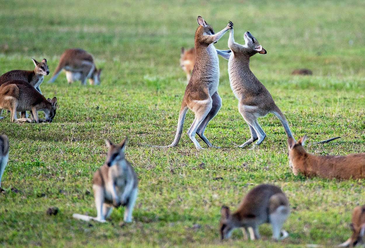 Kanguros en Kangaroo Island Australia